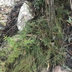 Acrotriche leucocarpa at Paddys River, ACT - 26 Jun 2022