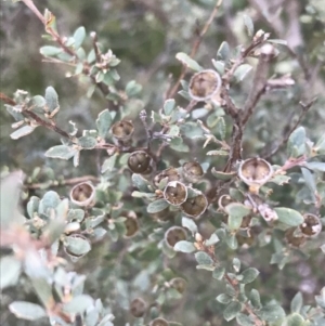 Leptospermum myrtifolium at Cotter River, ACT - 26 Jun 2022 10:09 AM