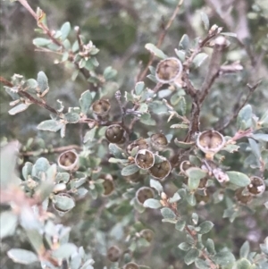Leptospermum myrtifolium (Myrtle Teatree) at Cotter River, ACT by Tapirlord