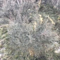 Leptospermum myrtifolium at Cotter River, ACT - 26 Jun 2022