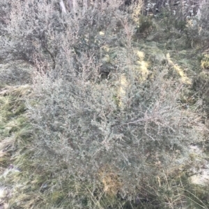 Leptospermum myrtifolium at Cotter River, ACT - 26 Jun 2022