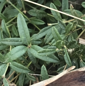 Podolobium alpestre at Cotter River, ACT - 26 Jun 2022