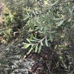 Persoonia subvelutina (Velvety Geebung) at Paddys River, ACT - 26 Jun 2022 by Tapirlord