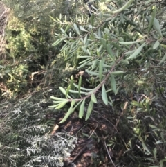 Persoonia subvelutina at Paddys River, ACT - 26 Jun 2022 by Tapirlord