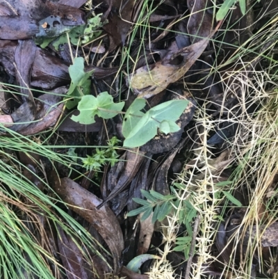 Veronica perfoliata (Digger's Speedwell) at Paddys River, ACT - 26 Jun 2022 by Tapirlord
