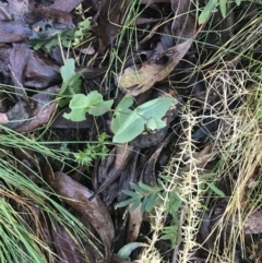 Veronica perfoliata at Paddys River, ACT - 26 Jun 2022