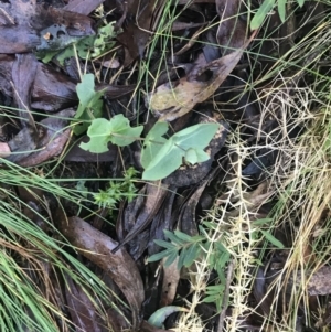 Veronica perfoliata at Paddys River, ACT - 26 Jun 2022