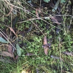 Stellaria pungens (Prickly Starwort) at Paddys River, ACT - 26 Jun 2022 by Tapirlord