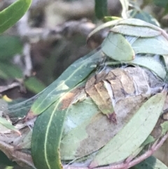 Unidentified Moth (Lepidoptera) at Paddys River, ACT - 26 Jun 2022 by Tapirlord