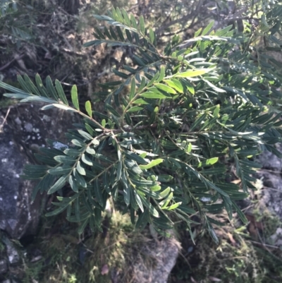 Polyscias sambucifolia subsp. Short leaflets (V.Stajsic 196) Vic. Herbarium (Elderberry Panax, Ornamental Ash, Elderberry Ash) at Paddys River, ACT - 26 Jun 2022 by Tapirlord