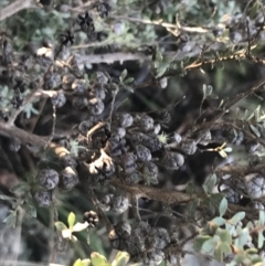 Leptospermum myrtifolium (Myrtle Teatree) at Paddys River, ACT - 25 Jun 2022 by Tapirlord