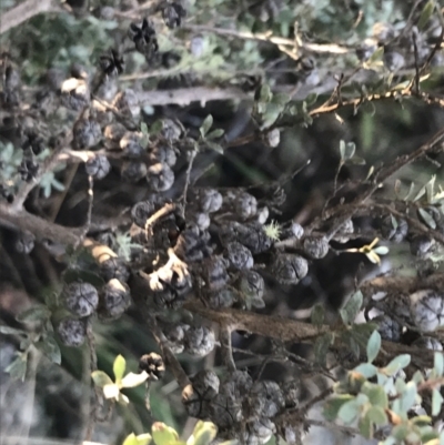 Leptospermum myrtifolium (Myrtle Teatree) at Paddys River, ACT - 26 Jun 2022 by Tapirlord