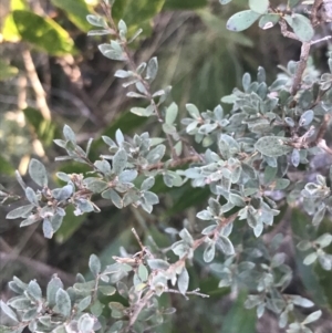 Leptospermum myrtifolium at Paddys River, ACT - 26 Jun 2022