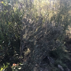 Leptospermum myrtifolium at Paddys River, ACT - 26 Jun 2022