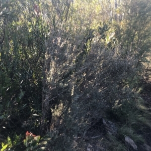 Leptospermum myrtifolium at Paddys River, ACT - 26 Jun 2022