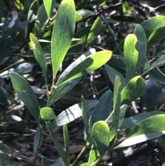 Daviesia mimosoides subsp. mimosoides at Paddys River, ACT - 26 Jun 2022 by Tapirlord