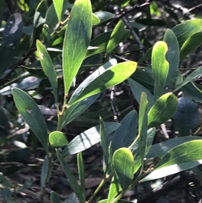 Daviesia mimosoides subsp. mimosoides at Paddys River, ACT - 26 Jun 2022 by Tapirlord
