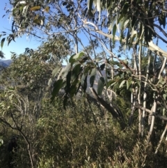 Eucalyptus pauciflora subsp. pauciflora (White Sally, Snow Gum) at Paddys River, ACT - 26 Jun 2022 by Tapirlord