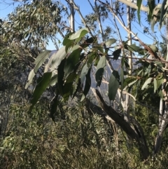 Eucalyptus pauciflora subsp. pauciflora at Paddys River, ACT - 26 Jun 2022 09:18 AM