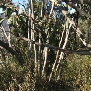 Eucalyptus pauciflora subsp. pauciflora at Paddys River, ACT - 26 Jun 2022 09:18 AM