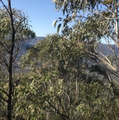 Eucalyptus pauciflora subsp. pauciflora at Paddys River, ACT - 26 Jun 2022 09:18 AM