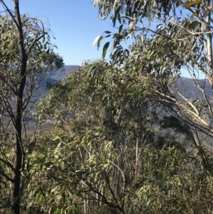 Eucalyptus pauciflora subsp. pauciflora at Paddys River, ACT - 26 Jun 2022 09:18 AM