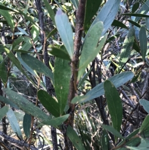 Daviesia mimosoides subsp. mimosoides at Paddys River, ACT - 26 Jun 2022