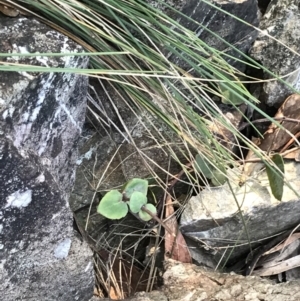 Veronica perfoliata at Paddys River, ACT - 26 Jun 2022