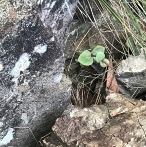 Veronica perfoliata at Paddys River, ACT - 26 Jun 2022