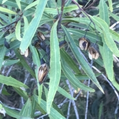 Lomatia myricoides (River Lomatia) at Paddys River, ACT - 26 Jun 2022 by Tapirlord