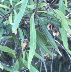 Lomatia myricoides (River Lomatia) at Paddys River, ACT - 25 Jun 2022 by Tapirlord