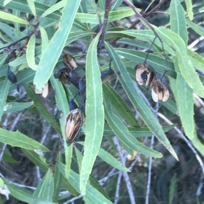 Lomatia myricoides (River Lomatia) at Tidbinbilla Nature Reserve - 25 Jun 2022 by Tapirlord