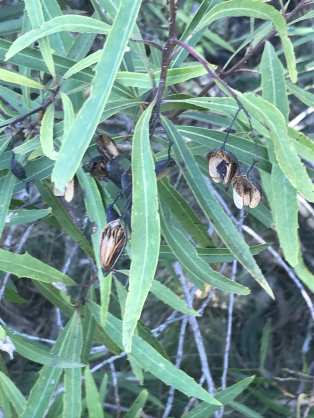 Lomatia myricoides at Paddys River, ACT - 26 Jun 2022