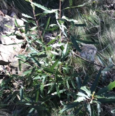 Lomatia myricoides (River Lomatia) at Tidbinbilla Nature Reserve - 25 Jun 2022 by Tapirlord