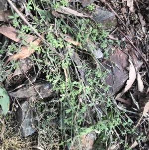 Galium polyanthum at Paddys River, ACT - 26 Jun 2022