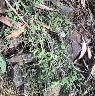 Galium polyanthum (Rockpile Bedstraw) at Tidbinbilla Nature Reserve - 25 Jun 2022 by Tapirlord