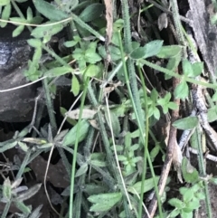 Galium polyanthum at Paddys River, ACT - 26 Jun 2022
