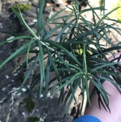 Cassinia longifolia (Shiny Cassinia, Cauliflower Bush) at Paddys River, ACT - 26 Jun 2022 by Tapirlord