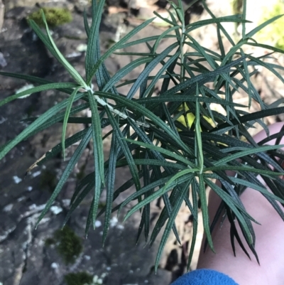 Cassinia longifolia (Shiny Cassinia, Cauliflower Bush) at Paddys River, ACT - 26 Jun 2022 by Tapirlord
