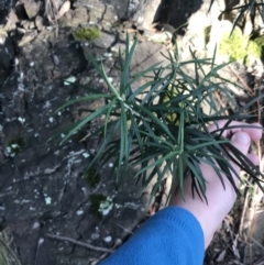 Cassinia longifolia at Paddys River, ACT - 26 Jun 2022