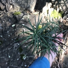 Cassinia longifolia at Paddys River, ACT - 26 Jun 2022