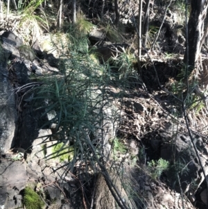 Cassinia longifolia at Paddys River, ACT - 26 Jun 2022