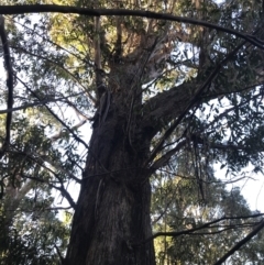 Eucalyptus fastigata (Brown Barrel) at Paddys River, ACT - 25 Jun 2022 by Tapirlord