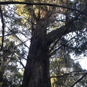 Eucalyptus fastigata at Tidbinbilla Nature Reserve - 26 Jun 2022