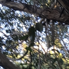 Eucalyptus fastigata at Tidbinbilla Nature Reserve - 26 Jun 2022 08:43 AM