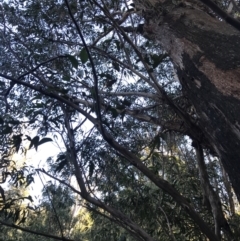 Eucalyptus fastigata at Tidbinbilla Nature Reserve - 26 Jun 2022