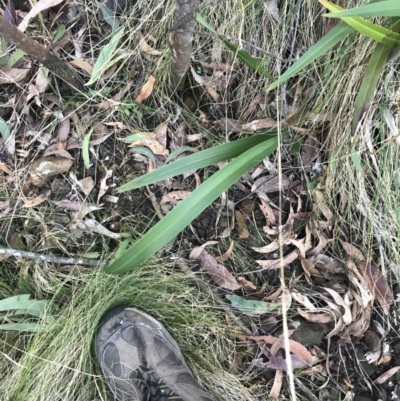 Dianella tasmanica (Tasman Flax Lily) at Paddys River, ACT - 26 Jun 2022 by Tapirlord