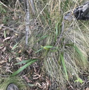 Dianella tasmanica at Paddys River, ACT - 26 Jun 2022