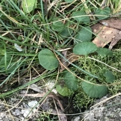 Viola hederacea (Ivy-leaved Violet) at Paddys River, ACT - 26 Jun 2022 by Tapirlord