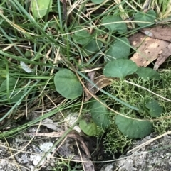 Viola hederacea (Ivy-leaved Violet) at Paddys River, ACT - 25 Jun 2022 by Tapirlord